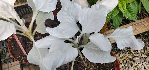 Garden Center «Distinctive Gardens», reviews and photos, 1531 Telegraph Rd, West Chester, PA 19380, USA