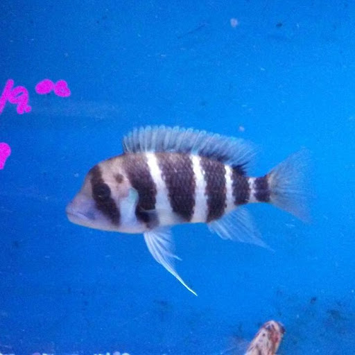 Aquarium «Crystal Reef Aquariums», reviews and photos, 311 Pass Rd, Gulfport, MS 39507, USA