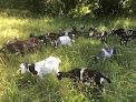 La ferme de L'Anjubauderie - Fromage de chèvre BIO Chemillé-en-Anjou