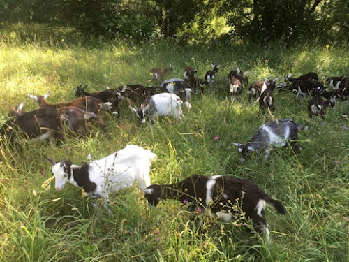 La ferme de L'Anjubauderie - Fromage de chèvre BIO à Chemillé-en-Anjou