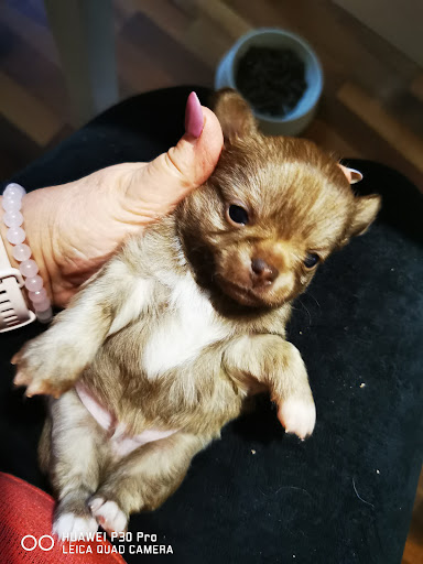 Chihuahua's vom Osnabrücker Land