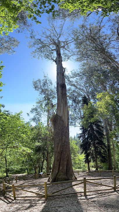 Eucalipto O Avó – Vivero