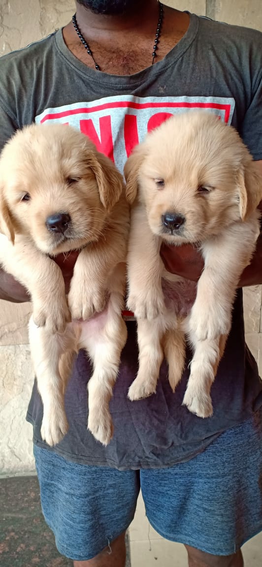 primepets