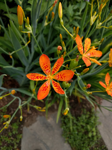 Tourist Attraction «Blithewold Mansion, Gardens & Arboretum», reviews and photos, 101 Ferry Rd, Bristol, RI 02809, USA