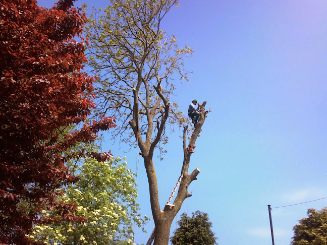 Reviews of Maindee Tree Services in Newport - Landscaper