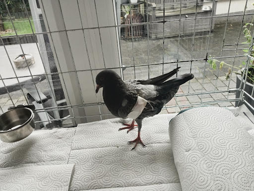 Tierklinik Krauß unter Düsseldorf, Nordrhein-Westfalen