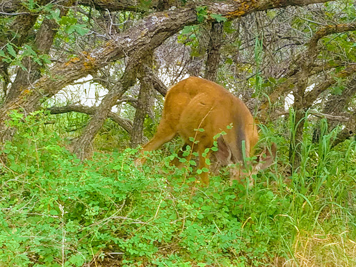 Campground «Morefield Campground», reviews and photos