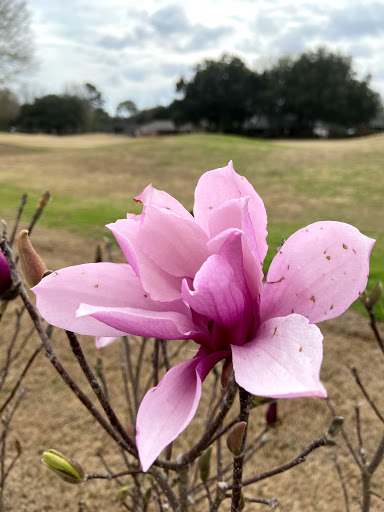 Golf Course «Stonebrook Golf Club», reviews and photos, 3200 Cobblestone Dr, Pace, FL 32571, USA