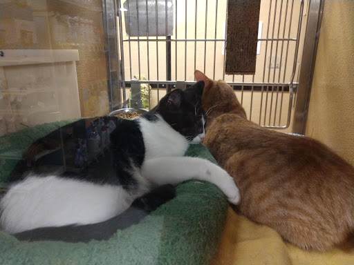 Pet Supply Store «PetSmart», reviews and photos, 19 Clifton Country Rd, Clifton Park, NY 12065, USA