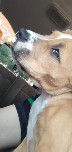 Bakery «Krispy Kreme Doughnuts», reviews and photos, 12586 Research Blvd, Austin, TX 78759, USA