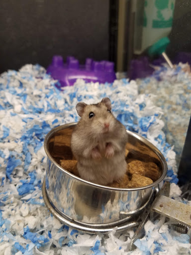 Pet Supply Store «PetSmart», reviews and photos, 150 Glynn Isle, Brunswick, GA 31525, USA