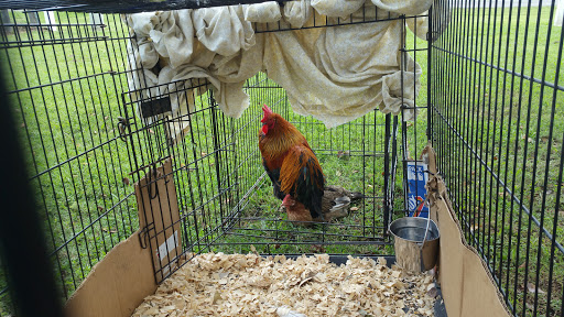 The Country Life Kennels & Cattery