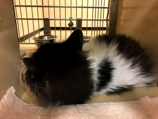 Pet Supply Store «PetSmart», reviews and photos, 400 Universal Dr N, North Haven, CT 06473, USA