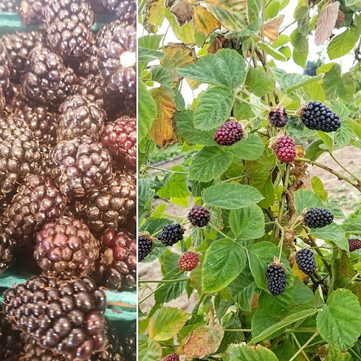 Produce Market «Boones Ferry Berry Farms», reviews and photos, 19602 NE Boones Ferry Rd, Hubbard, OR 97032, USA