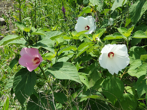 Nature Preserve «Rollins Savanna Forest Preserve», reviews and photos, 20160 W Washington St, Grayslake, IL 60030, USA