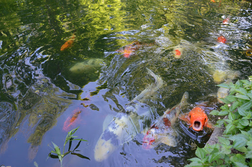 Landscape Designer «Aquatic Design & Supplies, Inc.», reviews and photos, 445 N Chestnut St, Monrovia, IN 46157, USA