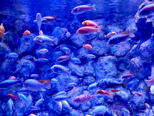 Aquarium «Via Aquarium», reviews and photos, 93 W Campbell Rd, Schenectady, NY 12306, USA