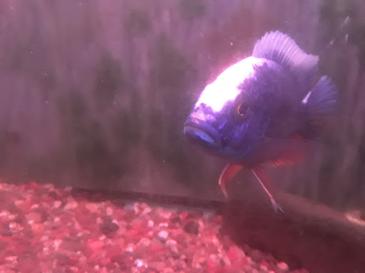 Aquarium «Cichlid World», reviews and photos, 27843 Ford Rd, Garden City, MI 48135, USA