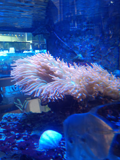 Tropical Fish Store «Quantum Reefs», reviews and photos, 7025 Brookfield Plaza, Springfield, VA 22150, USA