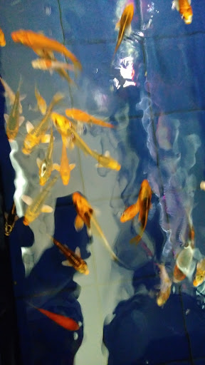 Aquarium «1st Class Aquarium», reviews and photos, 1167 Bay St, Staten Island, NY 10305, USA