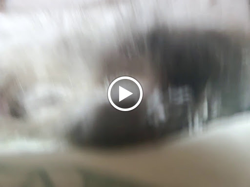 Animal Control Service «Animal Control», reviews and photos