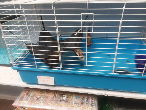 Sunset Beach Exotic Birds