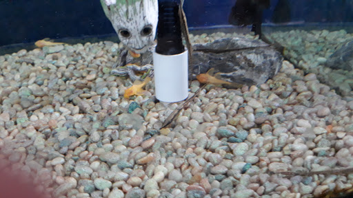 Pet Store «Premium Pet Store», reviews and photos, 1600 E Holt Ave, Pomona, CA 91767, USA