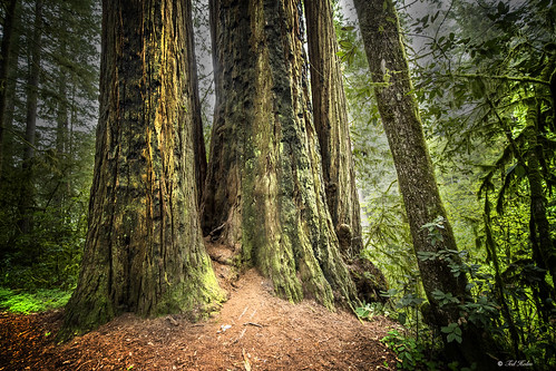 Redwood National and State Parks, California