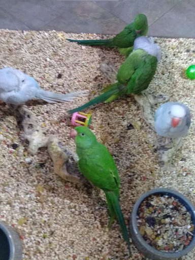 Pet Store «Pet Kingdom», reviews and photos, 4650 S Cleveland Ave, Fort Myers, FL 33907, USA