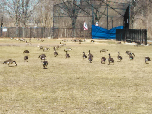 Park «Baisley Pond Park», reviews and photos, Baisley Blvd, Jamaica, NY 11434, USA