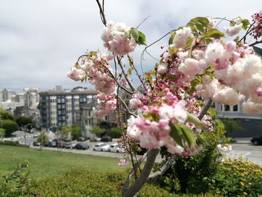 Historical Landmark «Painted Ladies», reviews and photos, Steiner St, San Francisco, CA 94117, USA