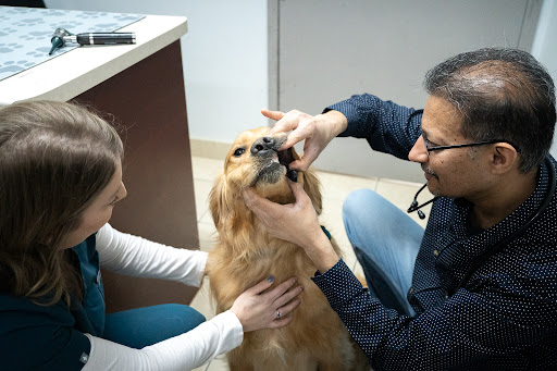 Inglewood Veterinary Clinic image
