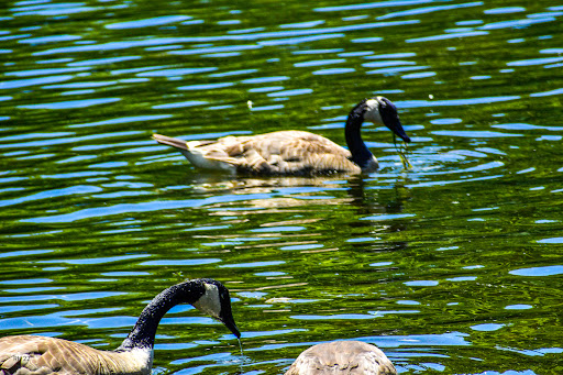 Park «North Hydro Park», reviews and photos, 2599 Bridge Rd, Ypsilanti, MI 48198, USA