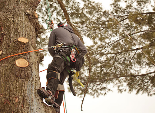 TreePro Tree Services