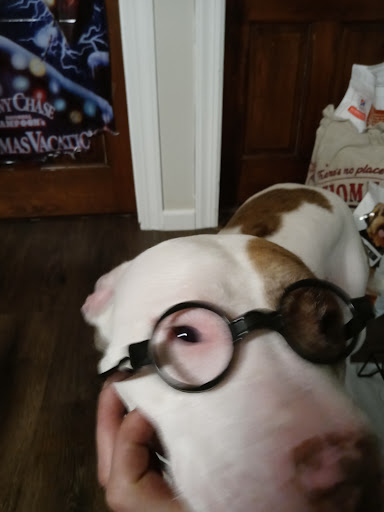 Pet Supply Store «Petco Animal Supplies», reviews and photos, 1209 New Brunswick Ave, Phillipsburg, NJ 08865, USA