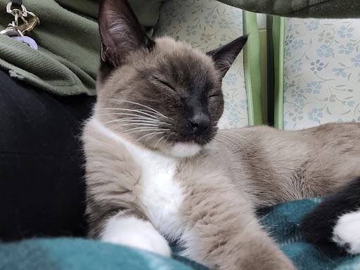 Pet Supply Store «Petco Animal Supplies», reviews and photos, 8775 SW Tualatin-Sherwood Rd, Tualatin, OR 97062, USA