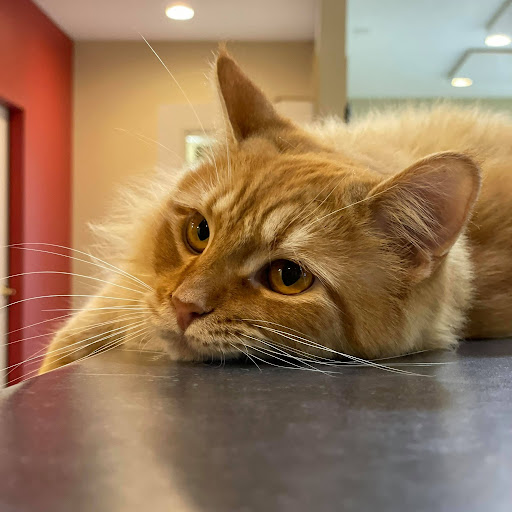 State Road Animal Hospital image