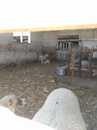Dairy Farm «Milky Way Farm», reviews and photos, 521 E Uwchlan Ave, Chester Springs, PA 19425, USA