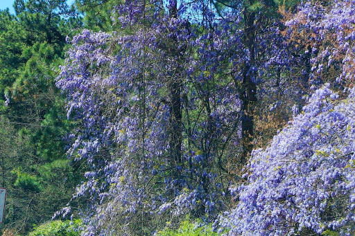 Cemetery «Crest Lawn Memorial Park», reviews and photos, 2000 Marietta Blvd NW, Atlanta, GA 30318, USA