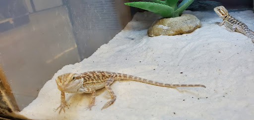 Pet Supply Store «Petco Animal Supplies», reviews and photos, 15895 Pines Blvd, Pembroke Pines, FL 33028, USA