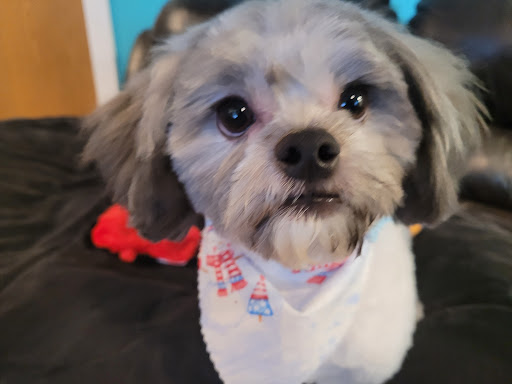 Pet Supply Store «Pet Evolution - Pet Food | Dog Wash | Grooming», reviews and photos, 429 Commerce Dr, Woodbury, MN 55125, USA