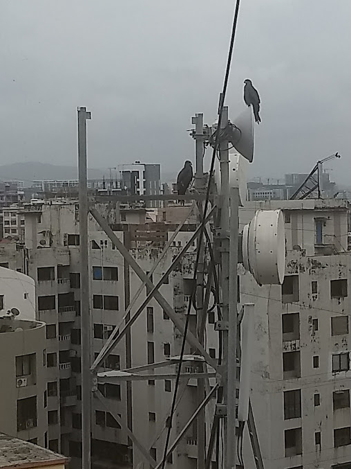 Google Maps image 15