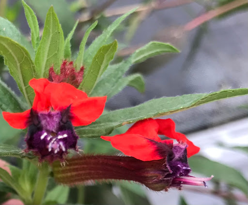 Florist «Parkview Gardens Florist & Greenhouse», reviews and photos, 1925 W Randolph St, St Charles, MO 63301, USA