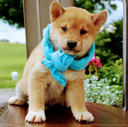 Pet Store «All Pets Club», reviews and photos, 1167 N Colony Rd, Wallingford, CT 06492, USA