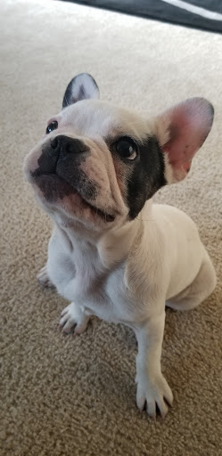 Pet Supply Store «PetSmart», reviews and photos, 4120 E 4th St, Ontario, CA 91764, USA