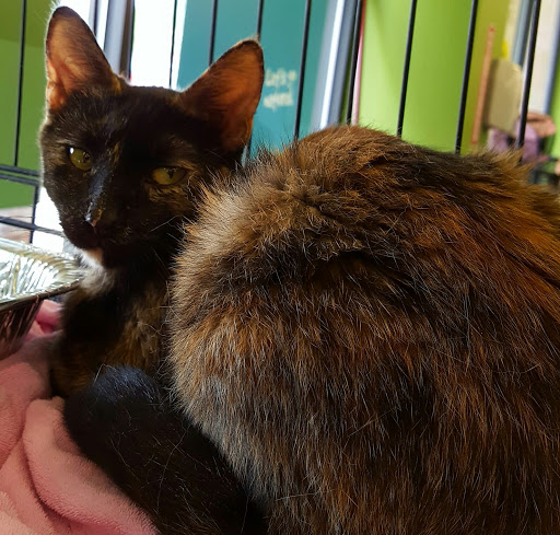 Pet Supply Store «Pet Supplies Plus», reviews and photos, 9 Waukegan Rd, Deerfield, IL 60015, USA