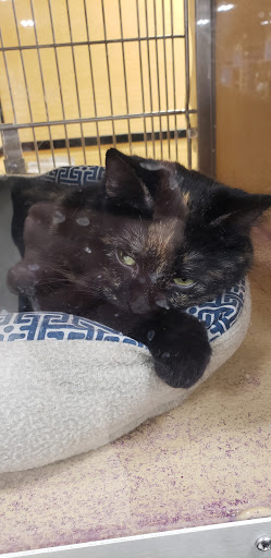 Pet Supply Store «PetSmart», reviews and photos, 5050 SE 14th St, Des Moines, IA 50320, USA