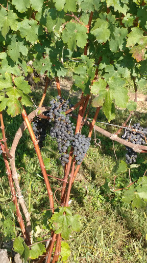 Winery «Domaine Berrien Cellars», reviews and photos, 398 E Lemon Creek Rd, Berrien Springs, MI 49103, USA