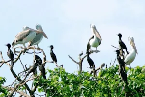 Bạc Liêu Bird Sanctuary image
