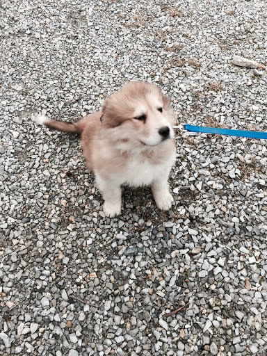 Fence Contractor «Stay Put Doggy», reviews and photos, 401 E Paul St, Westport, IN 47283, USA